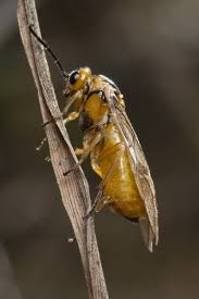 Image result for Eureiandra sp. A