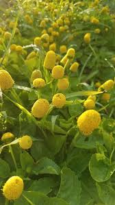 Image result for Spilanthes costata