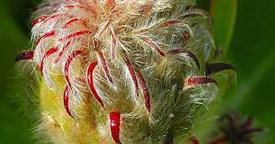 Leucospermum Glabrum X Conocarpodendron Protea Flower Bud Protea Flower Rare Flowers Unusual Flowers