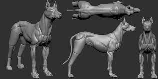 mervan altinorak adli kullanicinin 3d kurt ve kopek panosundaki pin hayvan anatomisi kopek hayvan