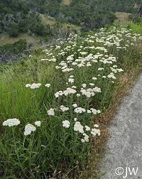 Image result for Achillea millefolium