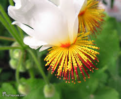 Image result for Sparrmannia africana