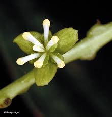 Image result for Tinospora orophila