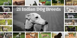 You will get everything to know. Indian Dog Breeds List Online Shopping