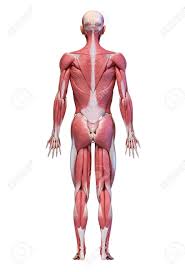 Male and female body silhouette outline. Body Anatomy Back Anatomy Drawing Diagram