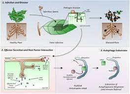Check spelling or type a new query. Plant Disease Autophagy Under Attack Elife