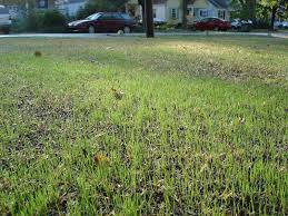 Your water saver lawn will grow beautifully in sun or shade allowing you to mow close and decrease your lawn…. Barenbrug Rtf Tall Fescue Lawnsite Is The Largest And Most Active Online Forum Serving Green Industry Professionals