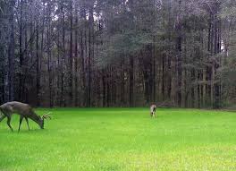 Applying too much fertilizer can actually kill your food plots by feeding them too much. Food Plot Fertilizer Liquid Vs Granular Fertilizer Great Days Outdoors