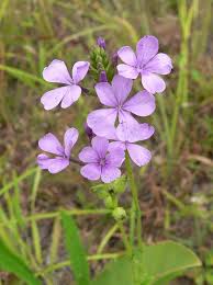 Image result for Buchnera chisumpae