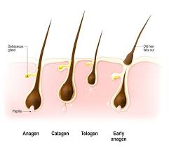 The Hair Shedding Cycle In 2020 Hair Shedding Hair Loss Hair Growth Cycle