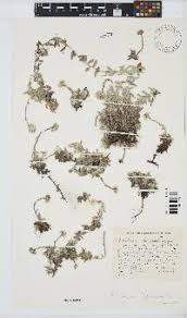 Image result for Helichrysum mechowianum