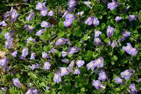 If you like it, it's a flower; 6 Of The Best Ground Cover Plants To Prevent Weeds Dengarden