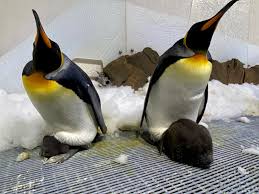 You should be aware of all of these adorable penguin gifs. Meet Two Adorable Baby Penguins In This Aquarium Livestream Science