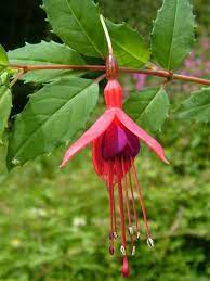 Fuchsia Magellanica Hardy Fuchsia World Of Flowering Plants Fuchsia Plant Most Beautiful Flowers Flowers