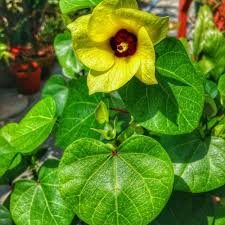 Image result for Hibiscus tiliaceus