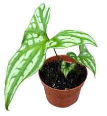 Image result for Cercestis congensis