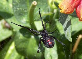 It will also be immensely helpful to keep your house. Spider Bites Poisonous Spider Bites Home Remedies
