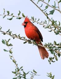 Blue Birds That Look Like Cardinals Cardinal Beautiful Birds Cardinal Birds Pet Birds