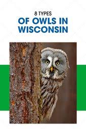 Birds Of Wisconsin Book 8 Species Of Owls In Wisconsin Pictures Wild Bird Scoop In 2020 Wild Birds Owl Species Owl