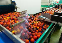 How Color Sorter Machines Work: Fundamental Principles