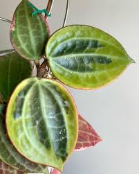 Image result for Carvalhoa macrophylla
