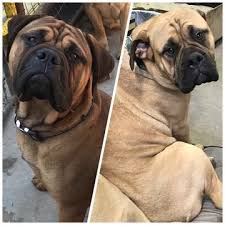 Bullmastiff Puppy For Sale In Flat Rock Mi Adn 26170 On Puppyfinder Com Gender Female Age Under 1 W Bullmastiff Puppies For Sale Puppies For Sale Mastiffs