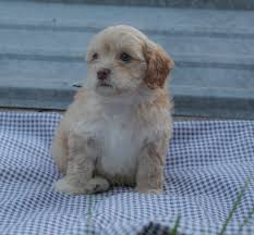 Our every intention is to ensure that the puppies we are breeding are happy and healthy. Cockapoo Puppies For Sale Bedford Ia 306883 Petzlover