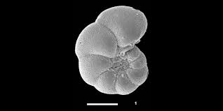 Image result for Micrargeriella