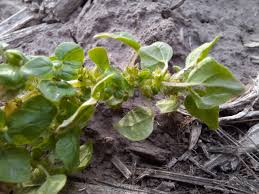 Image result for Parietaria debilis