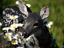 Unlike albino deer, melanistic deer often display attributes of piebald deer, which show a patchy mix of white and normal brown coloration. 37 Black Deer White Deer Ideas Deer Black Deer Albino