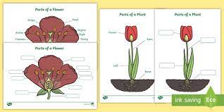 The words used are found on the sheet. Ks1 Labelling Parts Of A Plant Worksheet Teacher Made