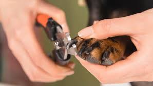 why you must cut your dog s nails