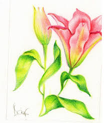 Small Original Drawing Of A Pink Lily Flower Art Original Drawing Color Pencil Sketch