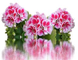 They keep on flowering until truly deep freezes finish them off. Geranium Summer Garden Balcony Free Photo On Pixabay