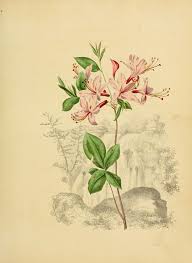 N32 W1150 Wild Honeysuckle Rose Flower Tattoos Botanical Illustration Vintage