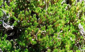 Image result for Selaginella congoensis