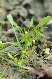 Image result for Limosella