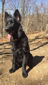 Our dogs do not spend their entire life inside a kennel, instead they have many acres of land to roam on our family farm. Mac At 6 Months Black German Shepherd Puppy Black German Shepherd Puppies Black German Shepherd Black German Shepard