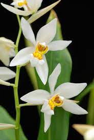 Pin On 08 Flowers Orchid