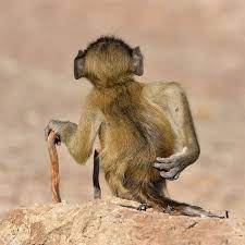 2020 Comedy Wildlife Photography Award Finalists In 2021 Comedy Wildlife Photography Funny Wild Animals Wild Animals Pictures