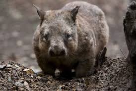 Image result for Southern hairy-nosed wombat