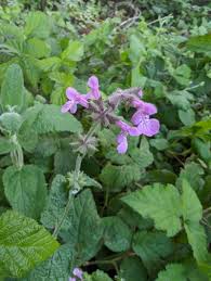 Image result for Stachys spathulata