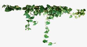 Craigslist, freecycle, and even your newspaper can be a great source for free plants. Free Png Plants Png Images Transparent Transparent Plants Transparent Png 850x425 Free Download On Nicepng