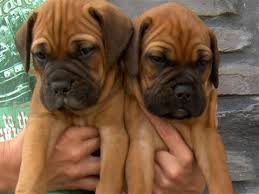 Give a home to this cute puppy. Adopt Bullmastiff Puppies Online In India