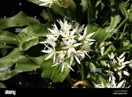 Image result for Alliaceae