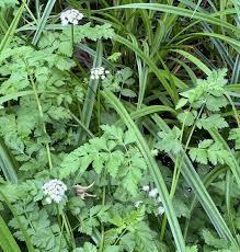 Image result for Oenanthe