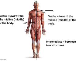 Image of Lateral anatomy
