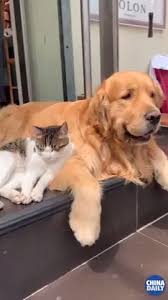 Subscribe Our Youtube Channel To Get More Funny And Cute Dogs Videos Dogs Dogs Aesthetic Dogs And Puppies Dogs Q Cute Baby Animals Cute Dogs Funny Animals Cute babies cuddling animals 10 funny babies and pets.