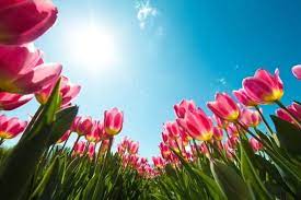 Perhaps it was the unique r. Spring Trivia Quiz For Seniors Printable Suddenly Senior