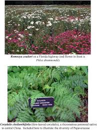 Image result for Corydalis mildbraedii